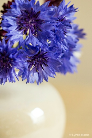 Cornflower Blue