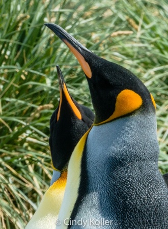 Courting King Penguins in Tussock