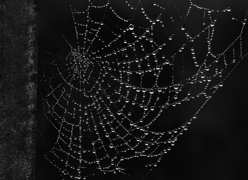 Dew Drops in a Perfect Web