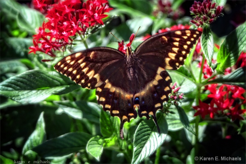 fluttering about - ID: 14992701 © Karen E. Michaels