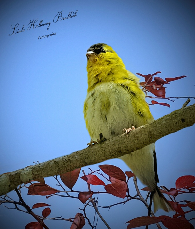 Gold Finch