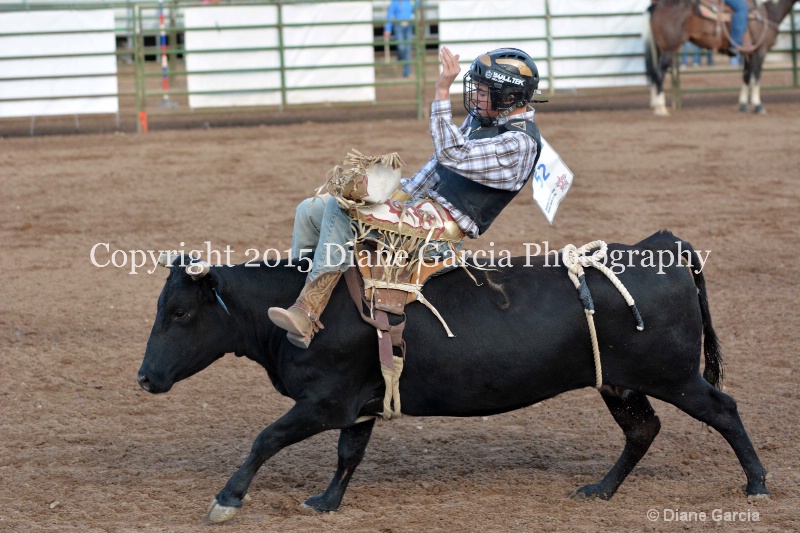 brek sanderson jr high rodeo nephi 2015 8 - ID: 14992823 © Diane Garcia