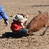 © Diane Garcia PhotoID# 14992905: brandon youd jr high rodeo nephi 2015 2