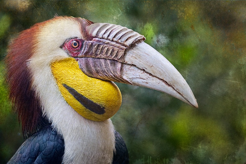 The Fancy Tucan