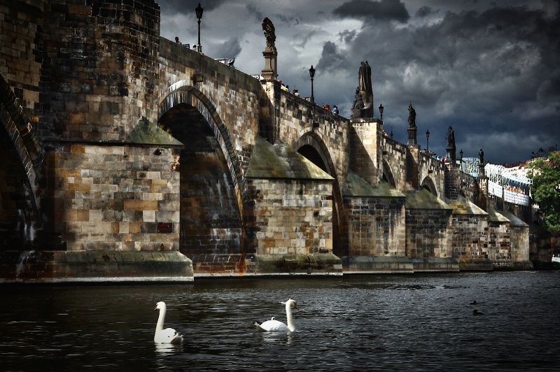 Bridge Swans and Prague - ID: 14993029 © David Resnikoff