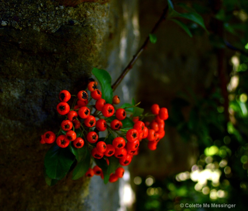 red berries 15