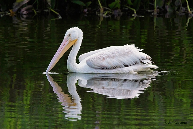 American White Pelican - ID: 14993257 © Jeff Gwynne