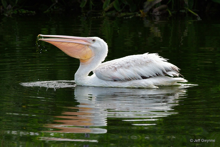 American White Pelican - ID: 14993258 © Jeff Gwynne