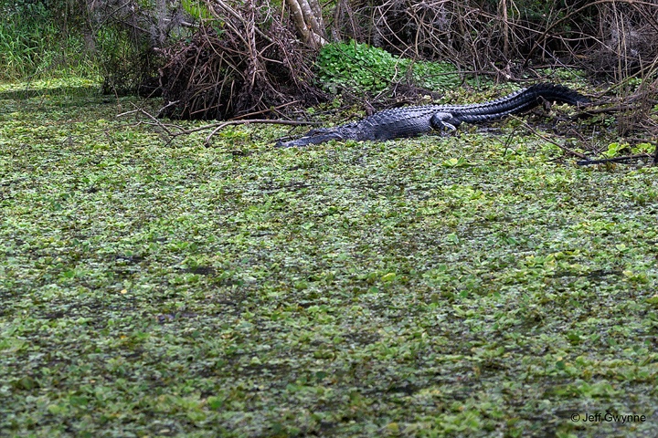 Alligator - ID: 14993260 © Jeff Gwynne