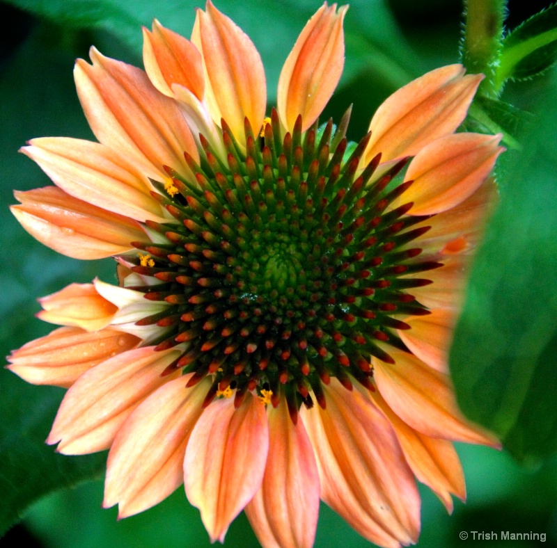 Tangerine Coneflower...