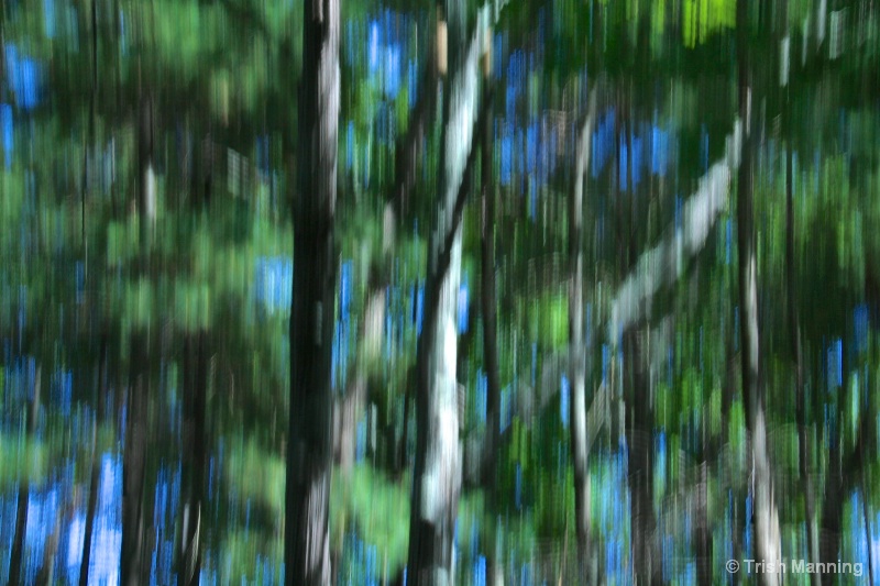 Abstract - Birch trees along the river...