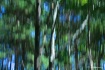 Abstract - Birch ...