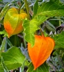Paper Lanterns...