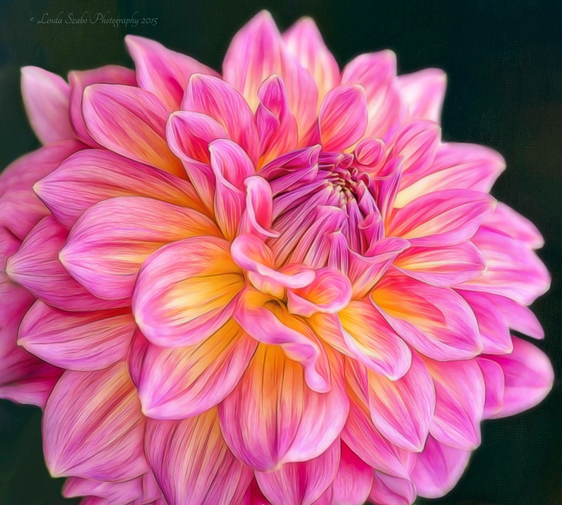 Hot Pink Dahlia