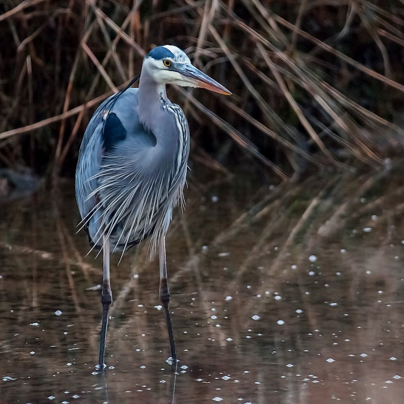 Great Blue Heron