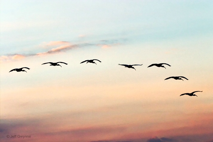 Ibis Flying Home - ID: 14993710 © Jeff Gwynne