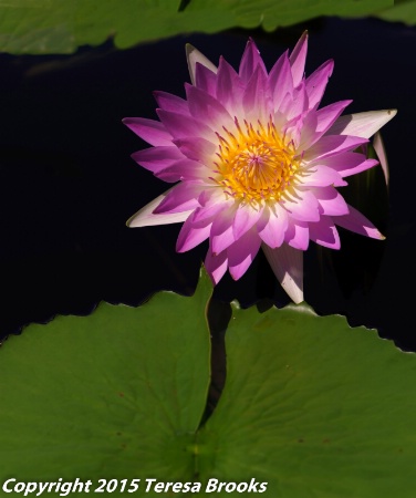 tropical waterlily pink pearl
