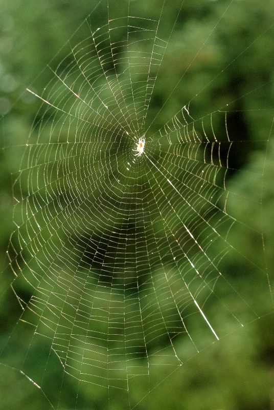 Spider &  Web
