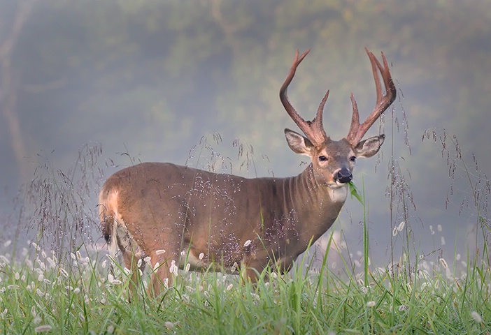 Buck 48 - ID: 14993951 © Donald R. Curry