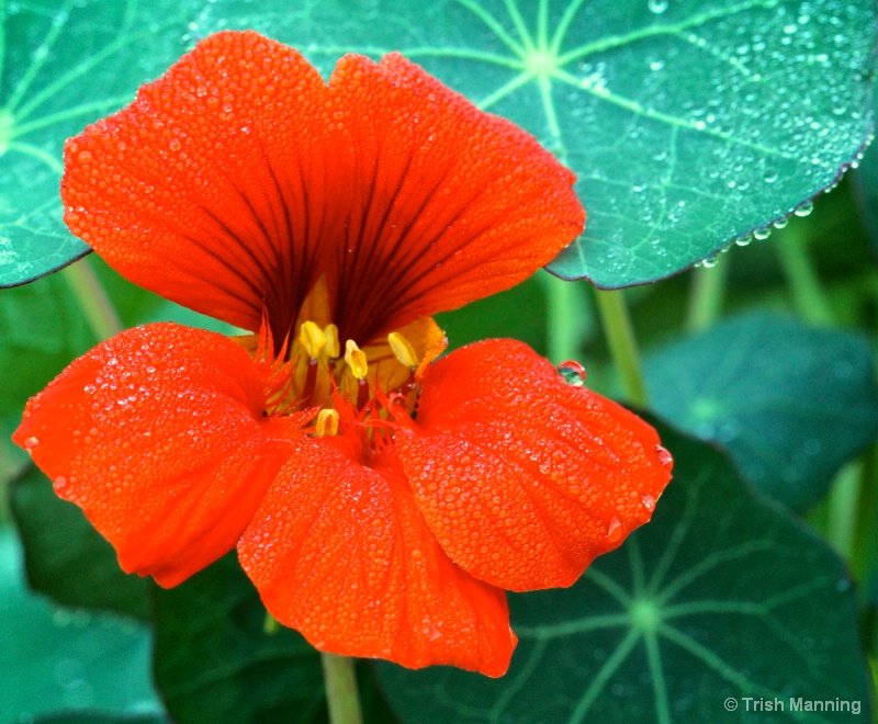 Delectable Nasturtium...