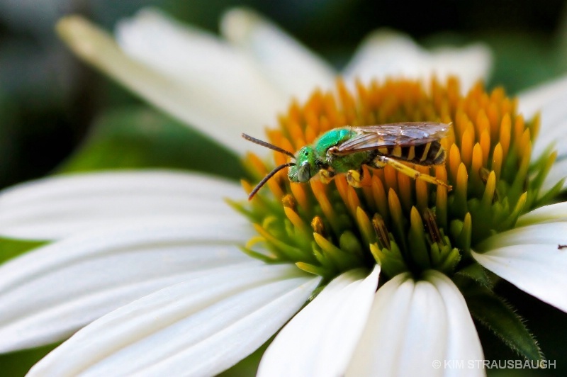 Green Bee