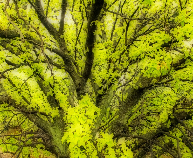 Oak Tree abstract