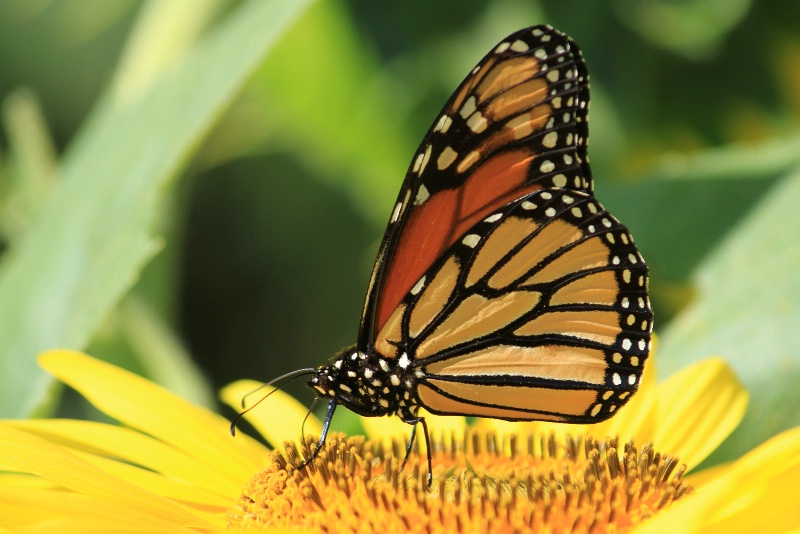 monarch migration 