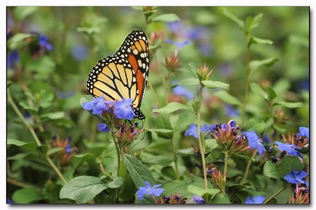 monarch in blue