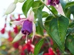Bee's Delight