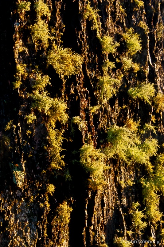 Lichen and Bark.
