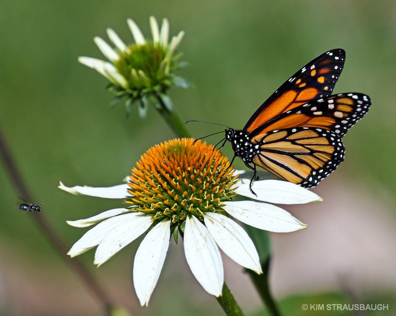 The Bee & The Butterfly