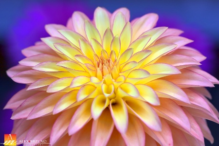 Dahlia #74