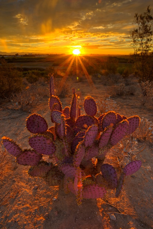 Desert Awakening