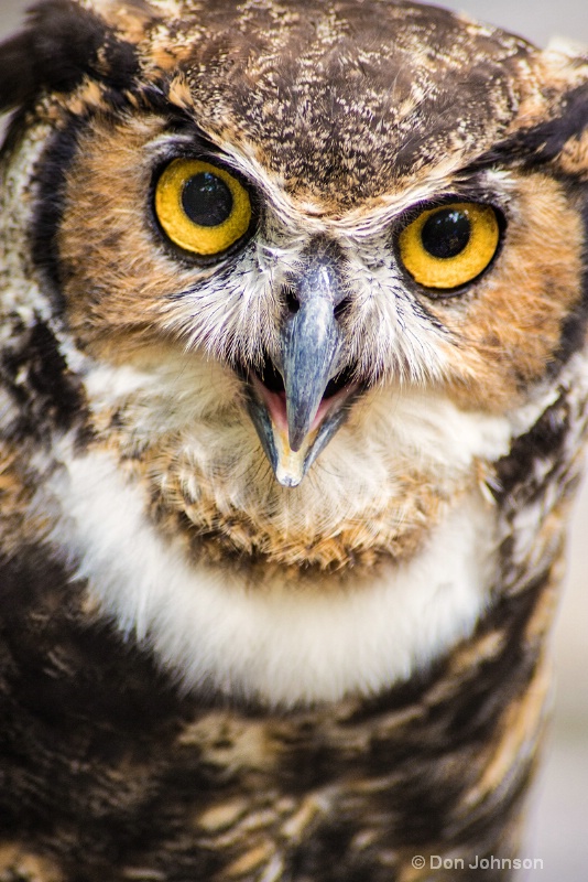 Great Horned Owl Stare 3-0 f lr 8-16-15 j152 - ID: 14995789 © Don Johnson