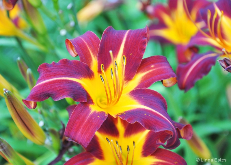 Color Burst Daylily - ID: 14995834 © Linda Estes