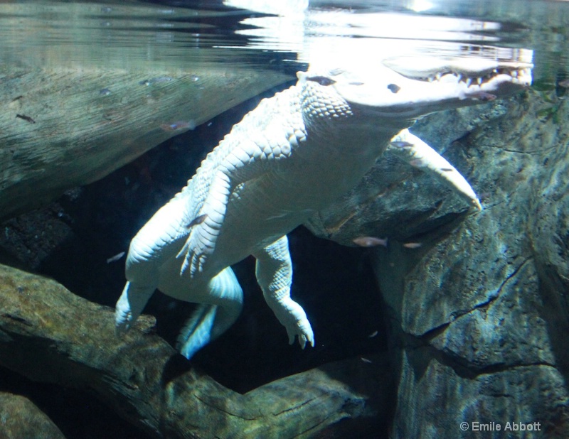 Albino alligator - ID: 14995891 © Emile Abbott