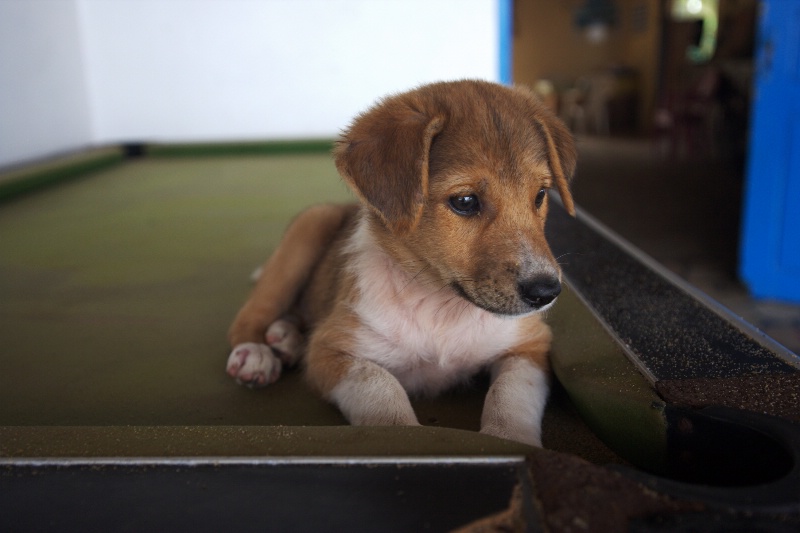 Puppy on pool table