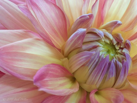 Dahlia