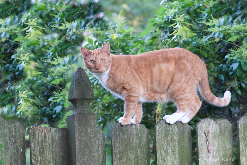 Tango on the Fence - ID: 14996364 © Kitty R. Kono