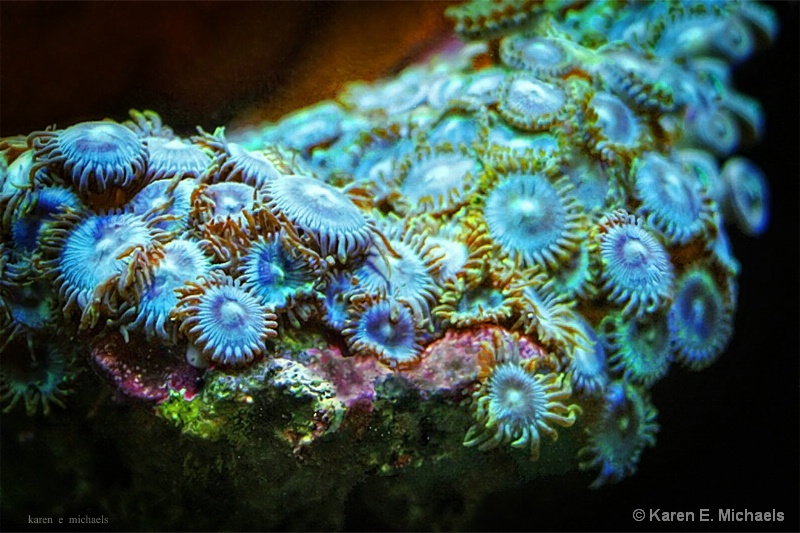 Flower Pot Coral - ID: 14996526 © Karen E. Michaels
