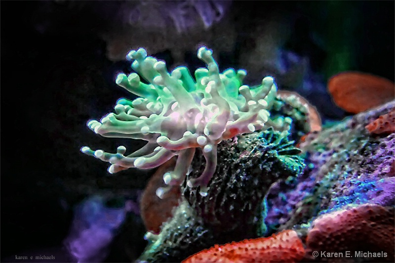 Frog Spawn Coral - ID: 14996533 © Karen E. Michaels