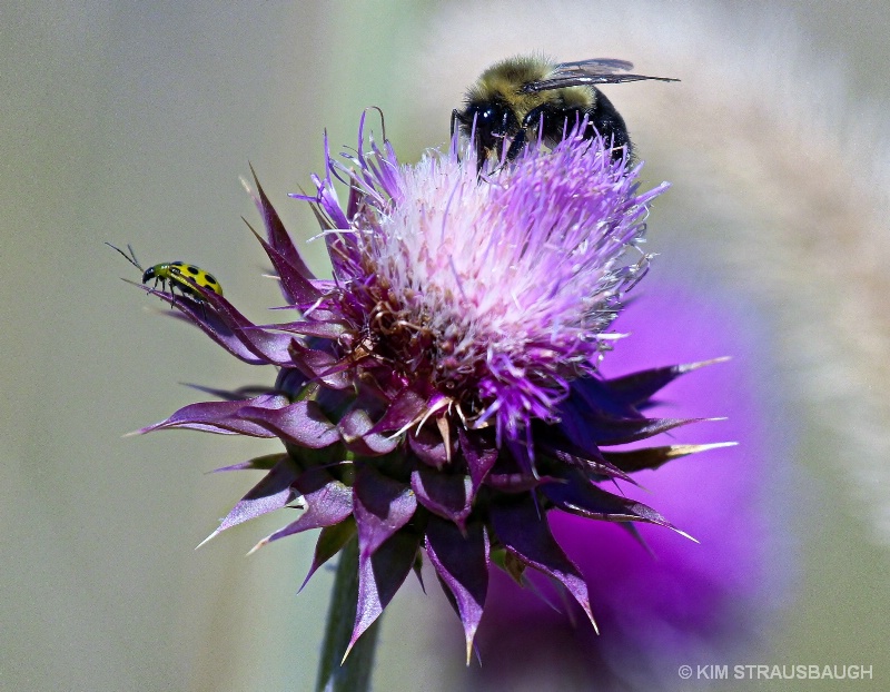 Bumble Bee & Beetle