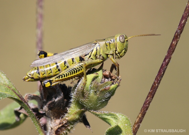 Grasshopper