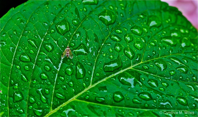 Rainy Reservation for One