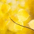 © Sheila Babbie PhotoID # 14997843: Golden 1