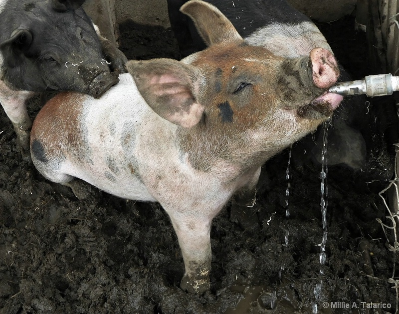 Thirsty Piggy