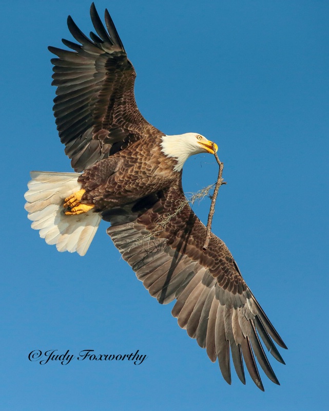 Bald Eagle Carrying A Stick In It's Beak
