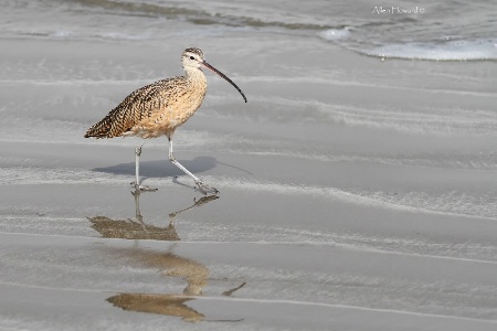 Curlew