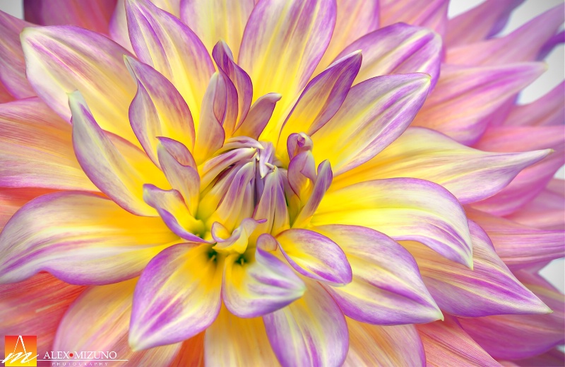 Dahlia #68