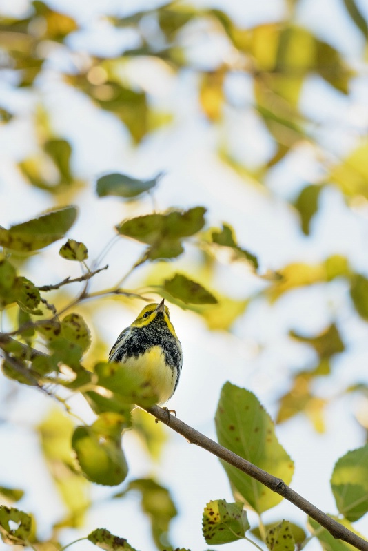 Black-throated Green Warbler front view